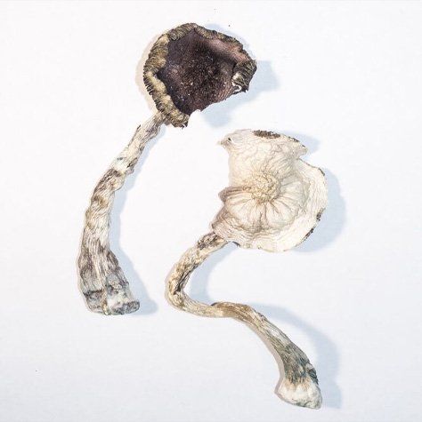 ALBINO A+ ZAUBERPILZE