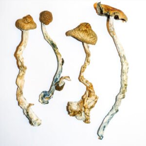 Kaufen Sie Golden Teacher Pilz