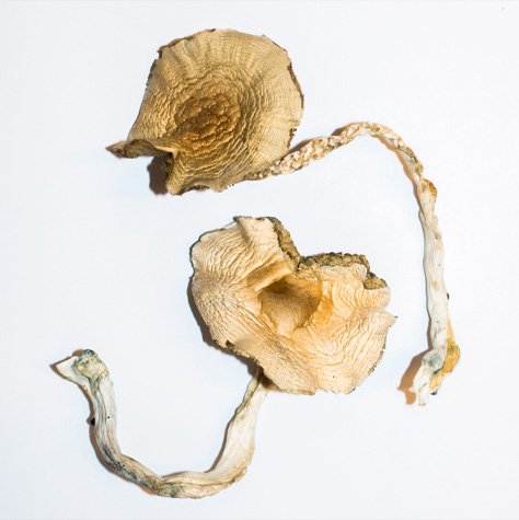 GOLDENE LEHRPILZE – Bild 2