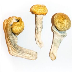 Kaufen Penis Envy Mushrooms